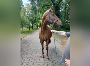 Hannoveraner, Stute, 11 Jahre, 167 cm, Fuchs