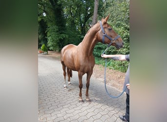 Hannoveraner, Stute, 11 Jahre, 167 cm, Fuchs