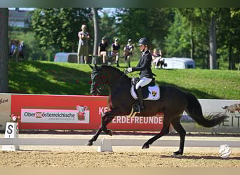 Hannoveraner, Stute, 11 Jahre, 167 cm, Rappe