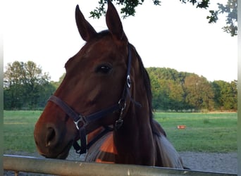 Hannoveraner, Stute, 11 Jahre, 168 cm, Brauner