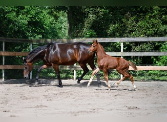 Hannoveraner, Stute, 11 Jahre, 168 cm, Dunkelbrauner