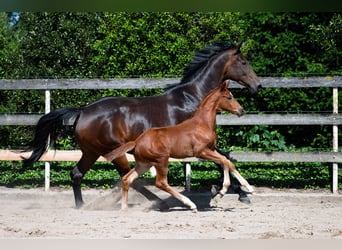 Hannoveraner, Stute, 11 Jahre, 168 cm, Dunkelbrauner