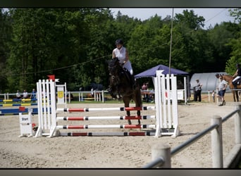 Hannoveraner, Stute, 11 Jahre, 168 cm, Dunkelbrauner