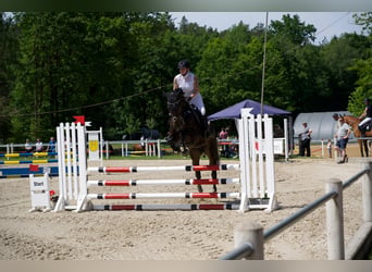 Hannoveraner, Stute, 11 Jahre, 168 cm, Dunkelbrauner