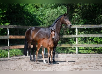 Hannoveraner, Stute, 11 Jahre, 168 cm, Dunkelbrauner