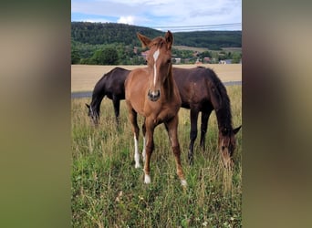 Hannoveraner, Stute, 11 Jahre, 168 cm, Dunkelfuchs