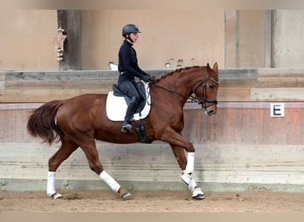 Hannoveraner, Stute, 11 Jahre, 168 cm, Fuchs