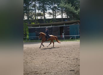 Hannoveraner, Stute, 11 Jahre, 168 cm, Fuchs