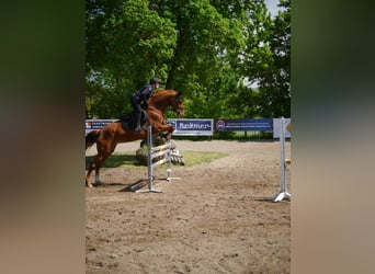 Hannoveraner, Stute, 11 Jahre, 168 cm, Fuchs