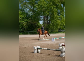 Hannoveraner, Stute, 11 Jahre, 168 cm, Fuchs