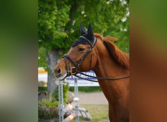 Hannoveraner, Stute, 11 Jahre, 168 cm, Fuchs