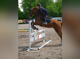 Hannoveraner, Stute, 11 Jahre, 168 cm, Fuchs