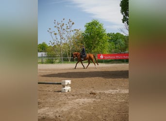 Hannoveraner, Stute, 11 Jahre, 168 cm, Fuchs