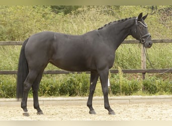 Hannoveraner, Stute, 11 Jahre, 168 cm, Rappe