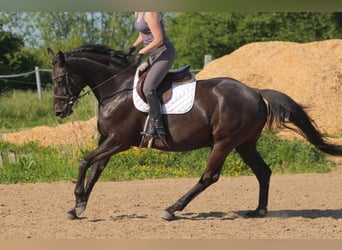 Hannoveraner, Stute, 11 Jahre, 168 cm, Rappe
