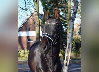 Hannoveraner, Stute, 11 Jahre, 168 cm, Schwarzbrauner