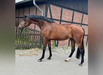 Hannoveraner, Stute, 11 Jahre, 168 cm, Schwarzbrauner