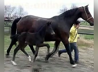 Hannoveraner, Stute, 11 Jahre, 168 cm, Schwarzbrauner