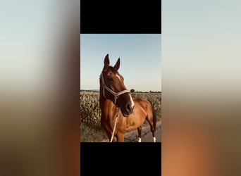 Hannoveraner Mix, Stute, 11 Jahre, 169 cm, Brauner