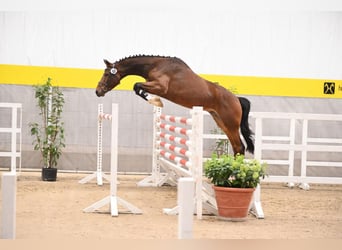 Hannoveraner, Stute, 11 Jahre, 169 cm, Brauner