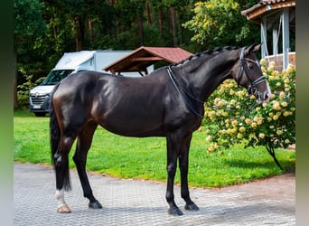 Hannoveraner, Stute, 11 Jahre, 169 cm, Dunkelbrauner