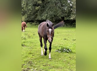 Hannoveraner, Stute, 11 Jahre, 169 cm, Dunkelbrauner
