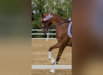 Hannoveraner, Stute, 11 Jahre, 169 cm, Dunkelfuchs