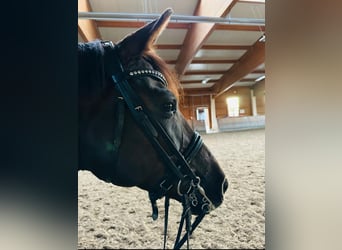 Hannoveraner, Stute, 11 Jahre, 169 cm, Dunkelfuchs