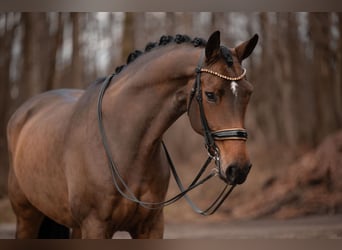 Hannoveraner, Stute, 11 Jahre, 170 cm, Brauner