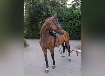 Hannoveraner, Stute, 11 Jahre, 170 cm, Brauner