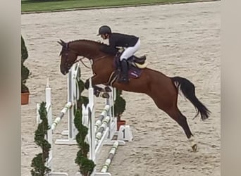 Hannoveraner, Stute, 11 Jahre, 170 cm, Brauner