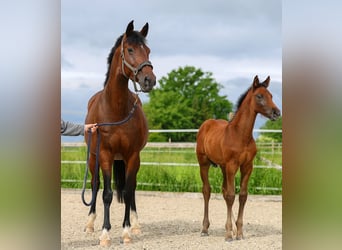 Hannoveraner, Stute, 11 Jahre, 170 cm, Brauner