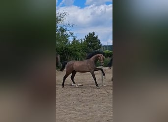 Hannoveraner, Stute, 11 Jahre, 170 cm, Brauner