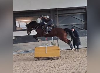 Hannoveraner, Stute, 11 Jahre, 170 cm, Brauner