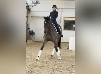 Hannoveraner, Stute, 11 Jahre, 170 cm, Dunkelbrauner