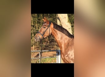 Hannoveraner, Stute, 11 Jahre, 170 cm, Dunkelfuchs