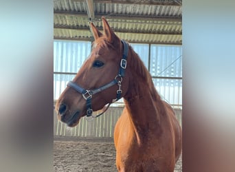 Hannoveraner, Stute, 11 Jahre, 170 cm, Fuchs