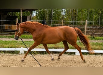 Hannoveraner, Stute, 11 Jahre, 170 cm, Fuchs