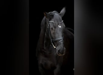 Hannoveraner, Stute, 11 Jahre, 170 cm, Rappe
