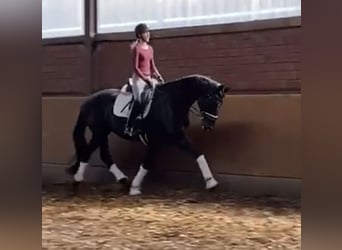 Hannoveraner, Stute, 11 Jahre, 171 cm, Rappe