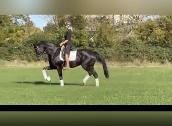 Hannoveraner, Stute, 11 Jahre, 172 cm, Rappe