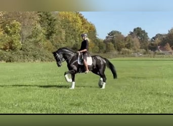 Hannoveraner, Stute, 11 Jahre, 172 cm, Rappe