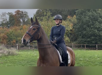 Hannoveraner, Stute, 11 Jahre, 173 cm, Brauner