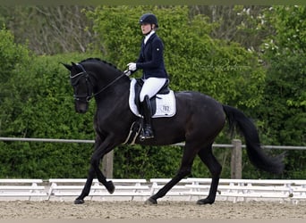 Hannoveraner, Stute, 11 Jahre, 173 cm, Rappe