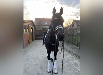 Hannoveraner, Stute, 11 Jahre, 173 cm, Schwarzbrauner