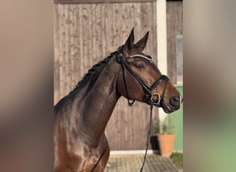 Hannoveraner, Stute, 11 Jahre, 174 cm, Brauner