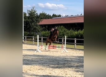 Hannoveraner, Stute, 11 Jahre, 174 cm, Brauner