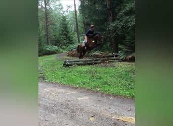 Hannoveraner, Stute, 11 Jahre, 174 cm, Brauner