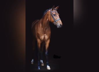 Hannoveraner, Stute, 11 Jahre, 174 cm, Brauner