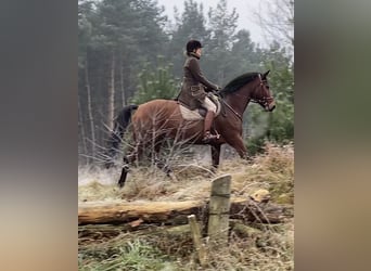 Hannoveraner, Stute, 11 Jahre, 174 cm, Brauner